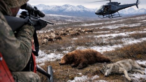 Recreación artística de un militar cazando a un oso y a un lobo. Foto: elaboración propia