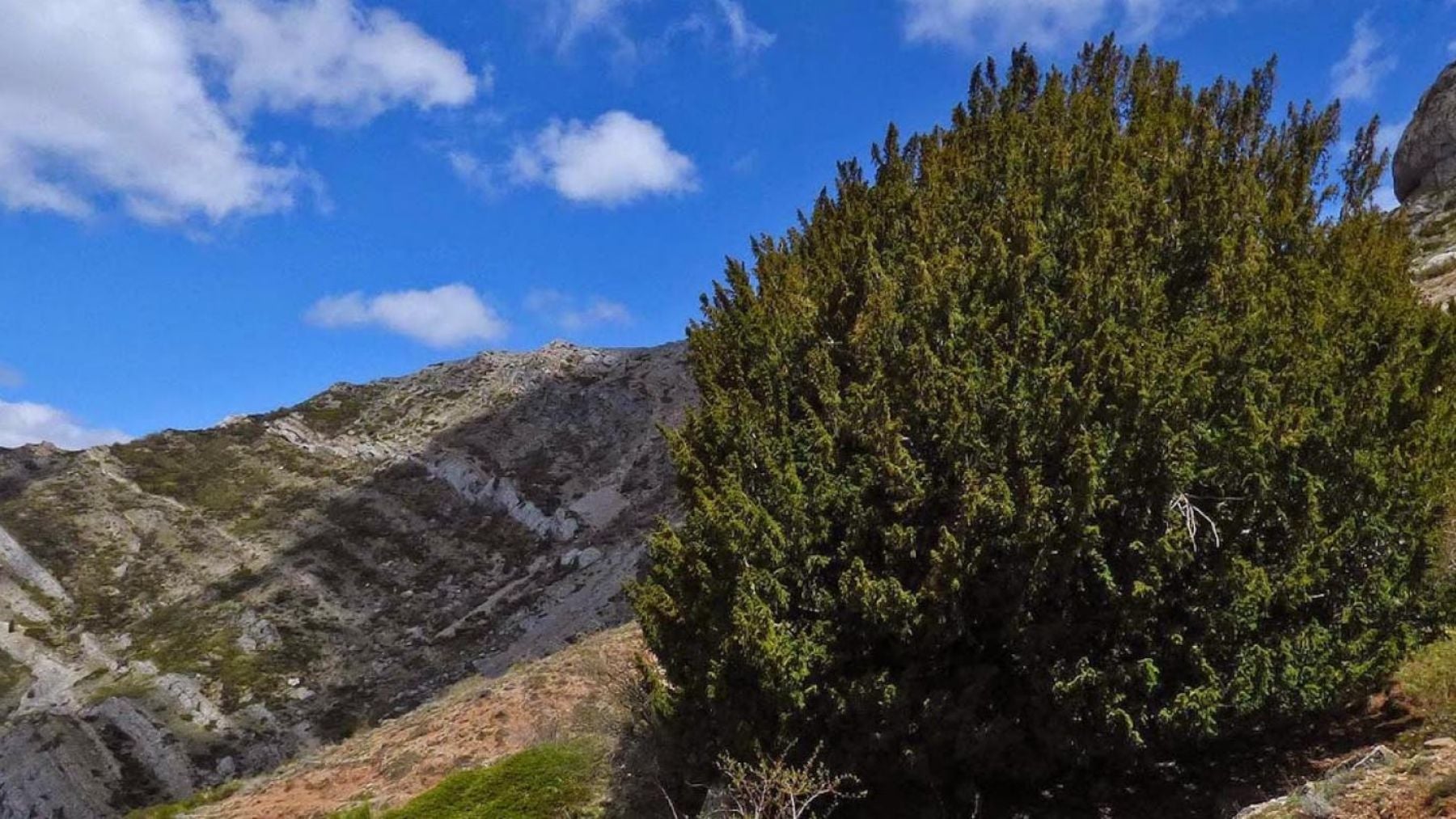 Uno de los árboles más antiguos de Castilla y León tiene 1.119 años y unas dimensiones fuera de toda lógica