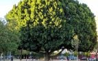 Árboles, ficus, Sevilla, Andalucía