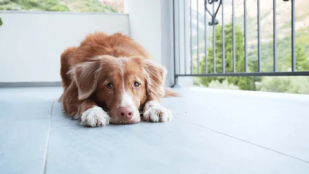 Ley de Bienestar Animal