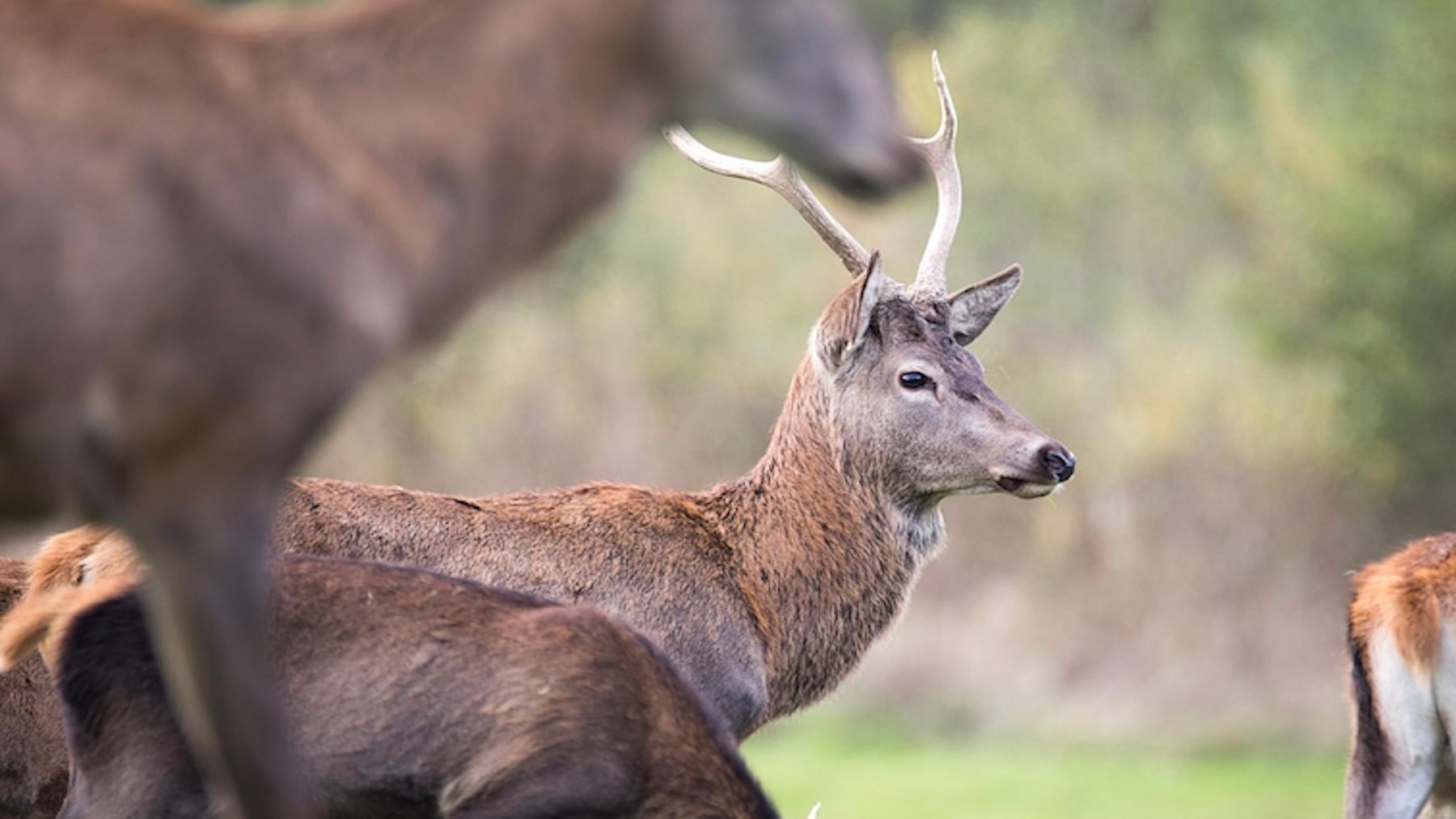 Reino Unido rompe la baraja: va a fomentar la caza de ciervos porque ya están arrasando bosques y campos