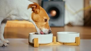 Dar de comer al perro