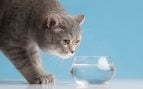 El error principal de los dueños de gatos consiste en situar el cuenco de agua junto al de la comida. (Foto: Freepik)