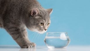 El error principal de los dueños de gatos consiste en situar el cuenco de agua junto al de la comida. (Foto: Freepik)