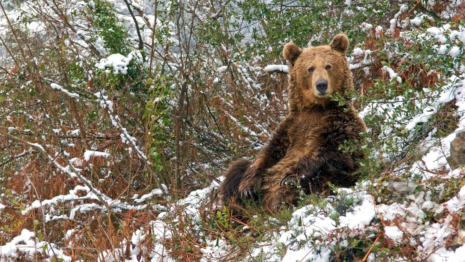Nadie lo sabe pero éste es el nuevo hogar del oso pardo en España: ya se registran 400 ejemplares