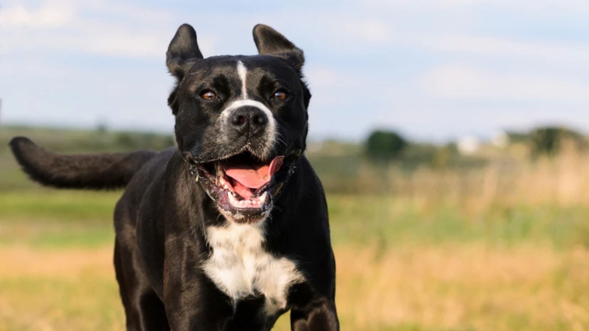 Un perro de raza potencialmente peligrosa. (Web SanteVet)