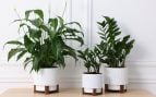 Plantas