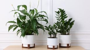 Plantas