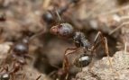 Obrera de la hormiga Messor Ibericus frente a la entrada de su hormiguero. (Foto: Phil Honle - Wikimedia Commons)