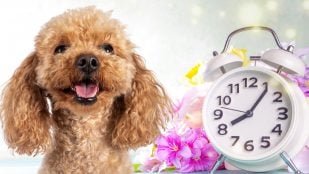 Perro y cambio de hora