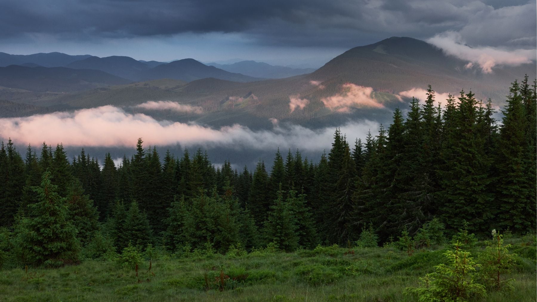 Los biólogos, intrigados tras un hallazgo inquietante: los bosques se están desplazando lentamente hacia el norte