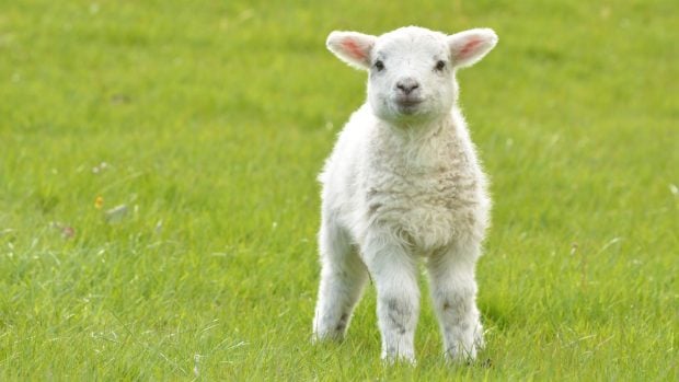 Alimentos veganos: qu&eacute; impacto tienen realmente sobre el bienestar animal