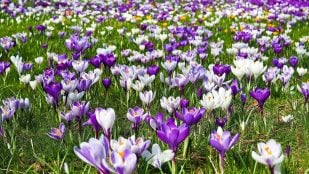 Refrán primaveral típico de Galicia, refrán gallego de primavera, refranero popular español, cobras en marzo neve en abril, frases gallegas, refrán de Galicia.