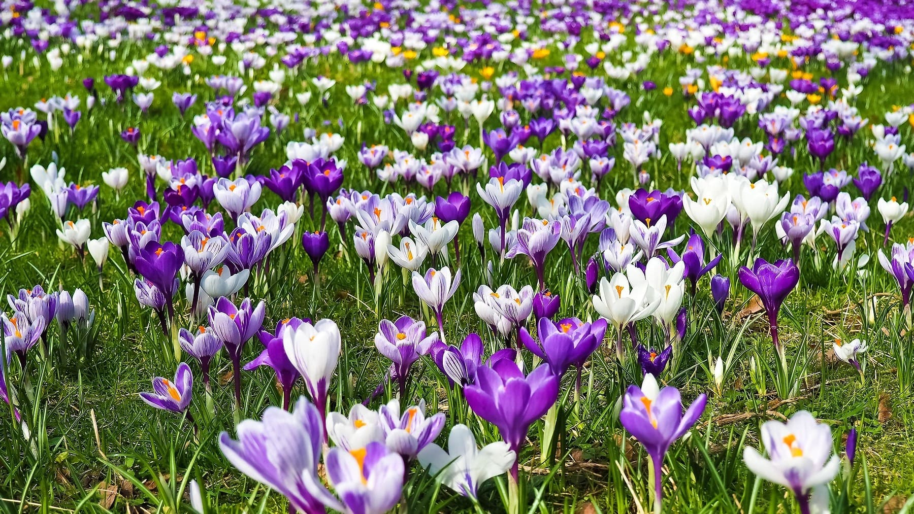 El refrán español que ahora cobra sentido y augura lo peor en el tiempo: Cuando marzo vuelve el rabo queda invierno...