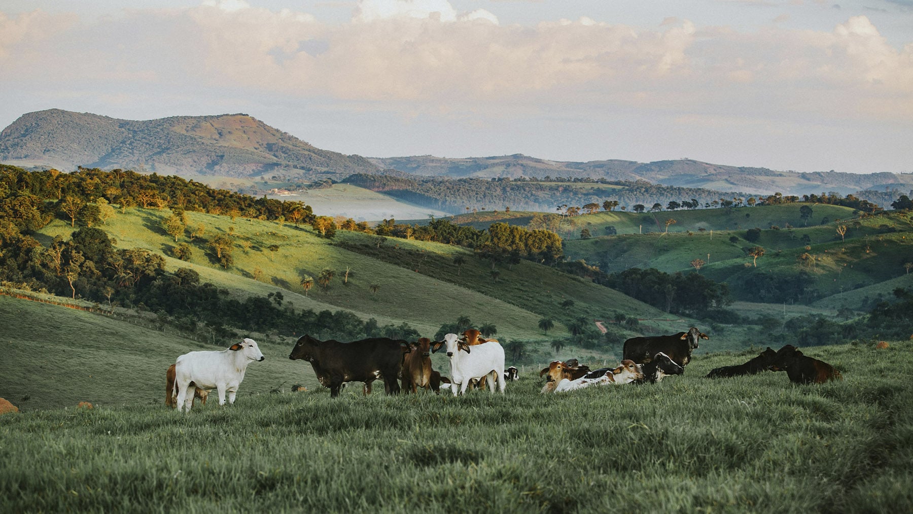 Un proyecto pionero rastrea a 250 animales líderes con GPS para disminuir riesgos de transmisión de enfermedades