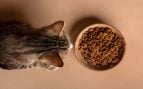 Si tienes gatos, jamás ubiques la comida junto a la bandeja sanitaria porque el gato, por instinto de supervivencia, rechaza alimentarse donde elimina sus desechos. (Foto: Freepik)