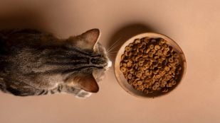 Si tienes gatos, jamás ubiques la comida junto a la bandeja sanitaria porque el gato, por instinto de supervivencia, rechaza alimentarse donde elimina sus desechos. (Foto: Freepik)