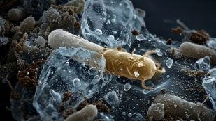 bacteria antibióticos