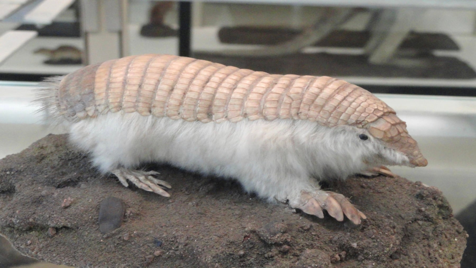 Parece una criatura fantástica, pero es uno de los mamíferos más raros del mundo y acaba de aparecer en Argentina