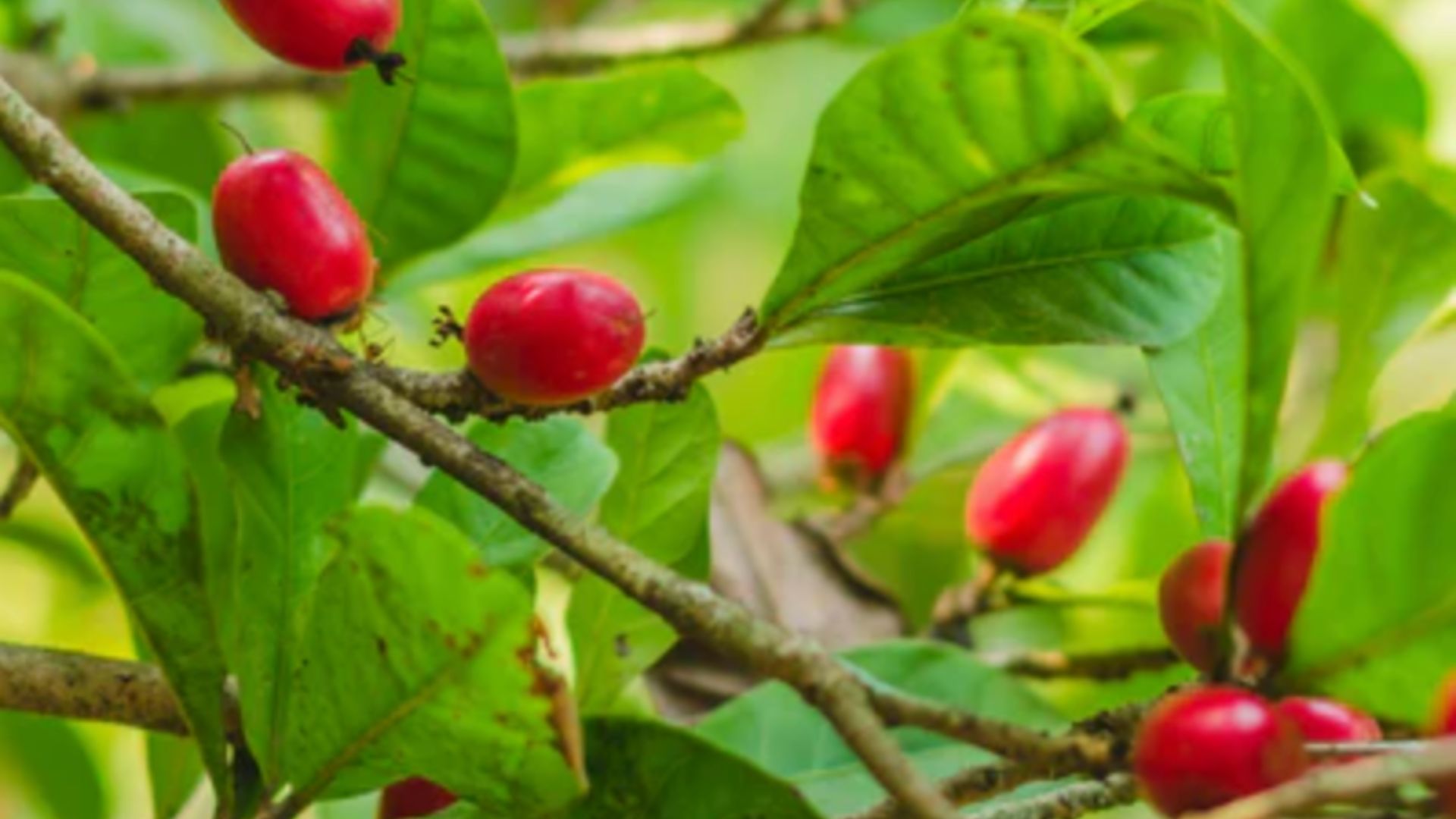 ‘Synsepalum dulcificum’, la baya mágica.