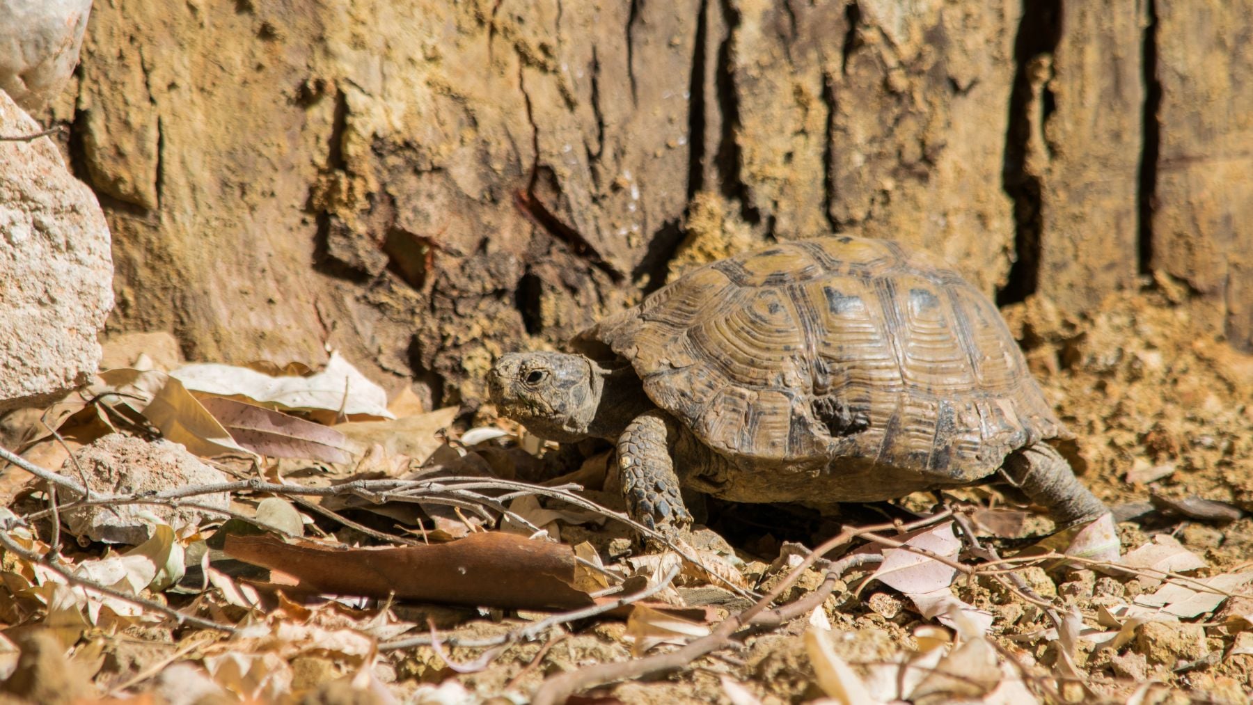 Los zoólogos no salen del asombro: reintroducen 500 tortugas en el desierto del Sahara, y en 5 años ya crean bosques