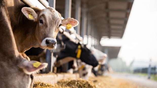 Alimentos veganos: qu&eacute; impacto tienen realmente sobre el bienestar animal