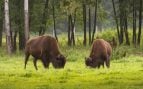 Bisontes regeneran el suelo en Yellowstone, bisonte americano mejora el medioambiente, capacidad de los bisontes de Yellowstone, por qué los bisontes son buenos para el medioambiente.