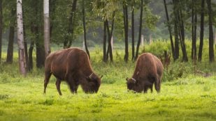 Bisontes regeneran el suelo en Yellowstone, bisonte americano mejora el medioambiente, capacidad de los bisontes de Yellowstone, por qué los bisontes son buenos para el medioambiente.