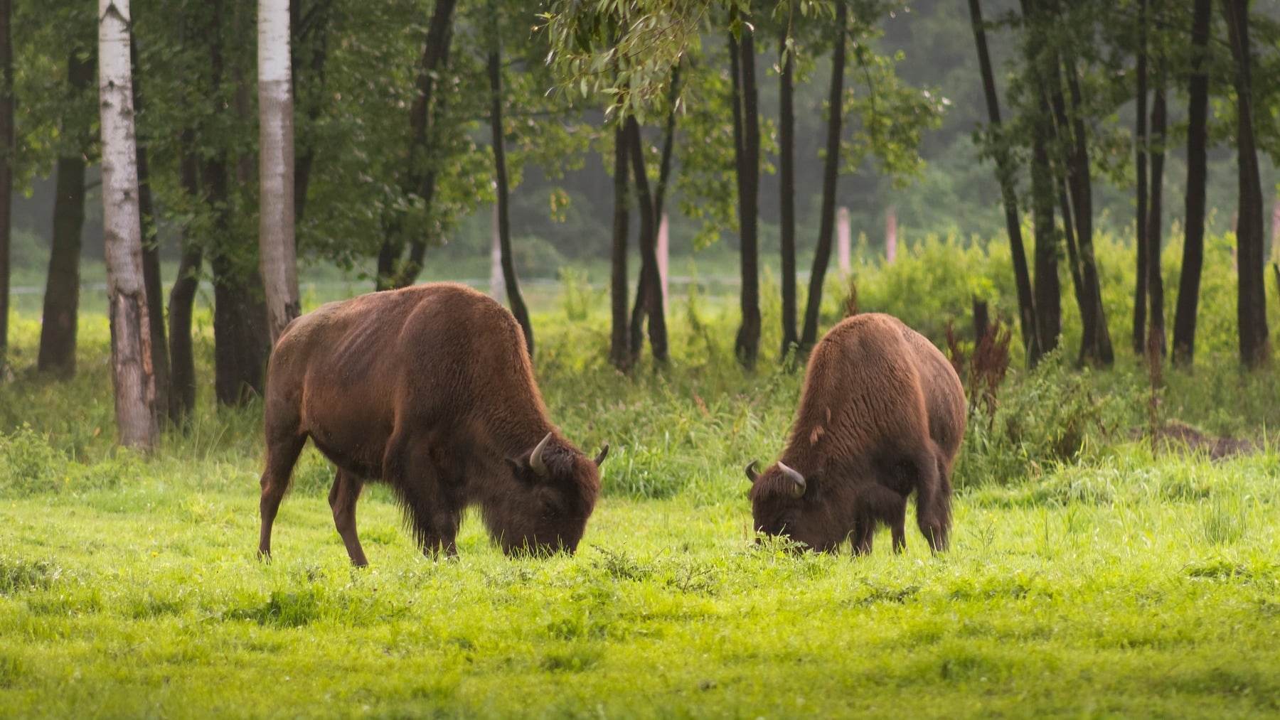 Estalla la emoción entre los zoólogos: los bisontes