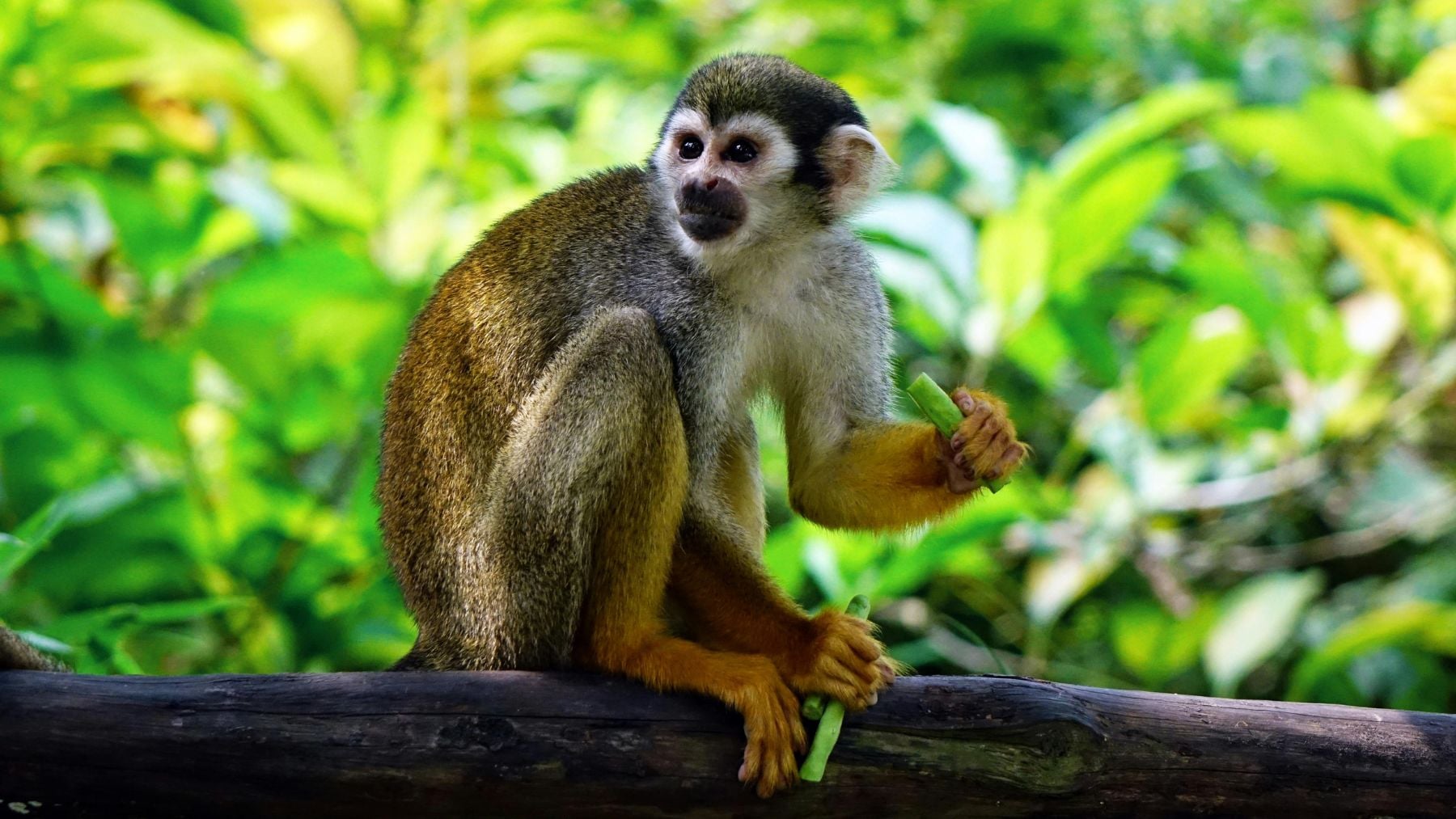 La ciencia española celebra un nuevo hito: crean una IA que identifica animales amazónicos con un 95% de precisión