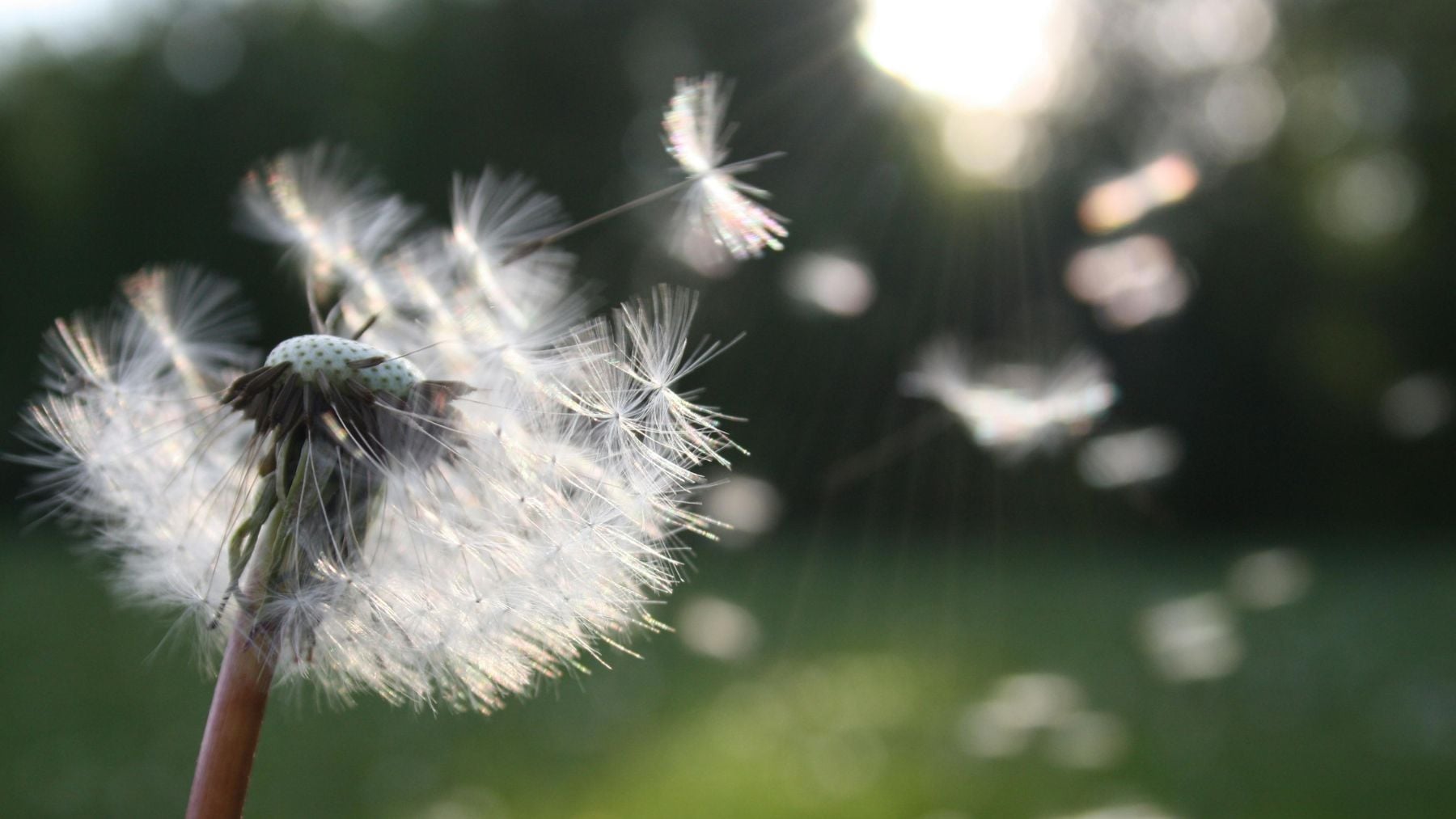 Nadie lo vio venir: un estudio sobre el diente de león explora nuevas soluciones en la lucha contra las especies invasoras