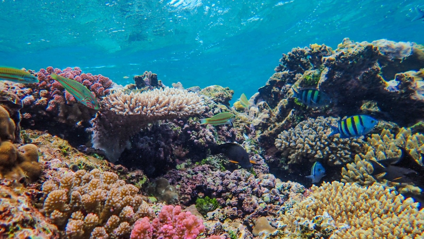 El volcán de Canarias que amenaza con despertar: una montaña de 1.600 metros que está alterando el océano