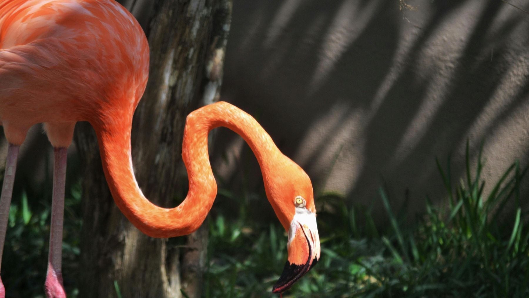 Los biólogos ponen el grito en el cielo: cada vez hay más contaminantes químicos en la fauna del Delta del Ebro