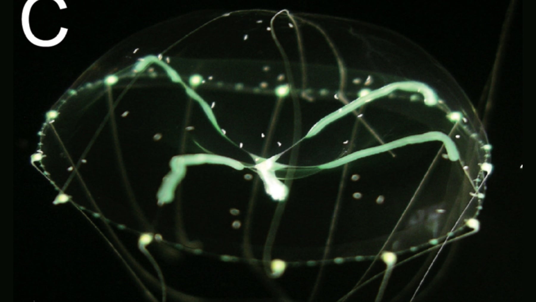 Los zoólogos no dan crédito: Japón halla un nuevo animal bajo el océano y se inspira en la Guía Michelin para nombrarlo