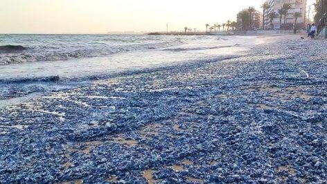 Playa inundada de ‘Velella velella’.