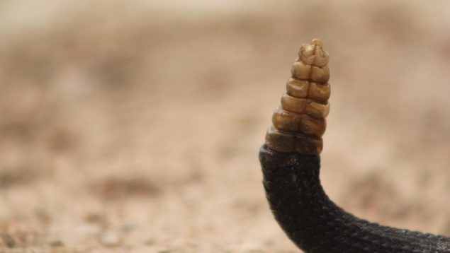Serpiente de cascabel 3D: el cascabeleo de su cola tiene doble función