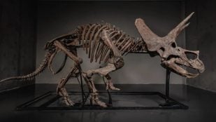 Triceratops "Trey", dinosaurio, ciencia