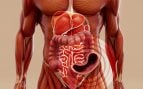 intestino bacterias masa muscular