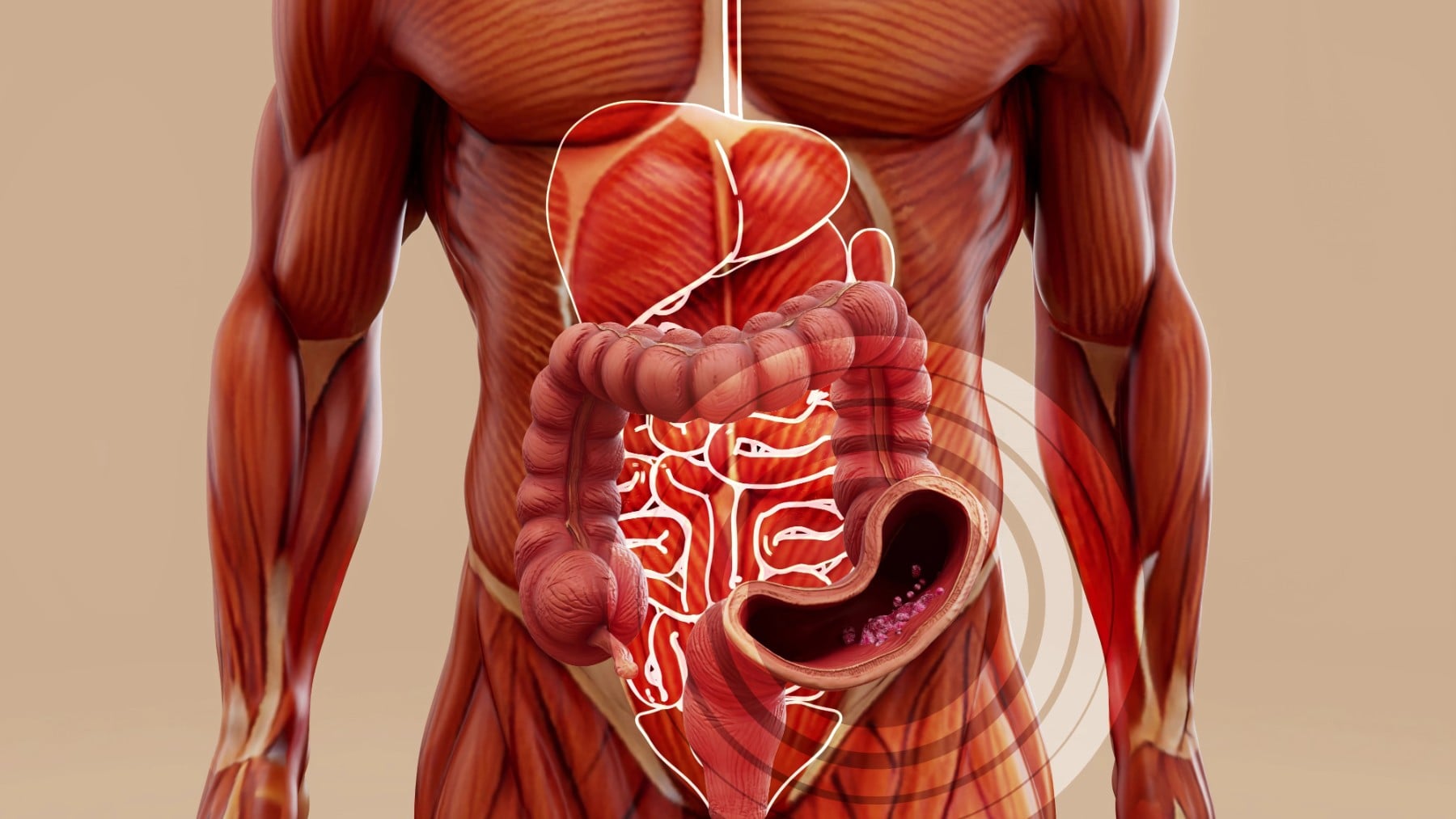 El intestino, otra vez clave para la salud: descubren una bacteria que aumenta la fuerza muscular