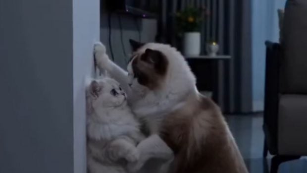 &iquest;Telenovelas con animales generados por IA? Este es el fen&oacute;meno viral que arrasa en China