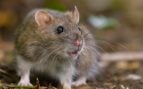 Plaga de ratas