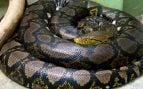 Los biólogos no dan crédito: rescatan la serpiente salvaje más larga del mundo y nunca habían visto algo tan grande