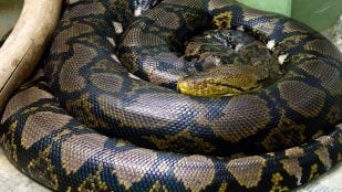 Los biólogos no dan crédito: rescatan la serpiente salvaje más larga del mundo y nunca habían visto algo tan grande