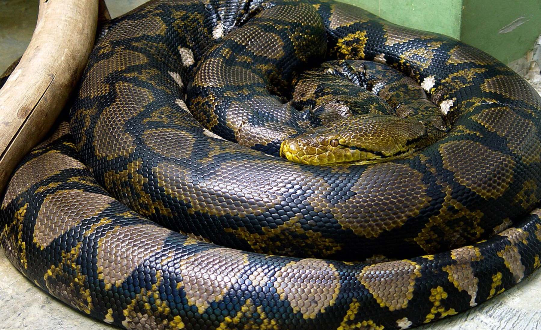 Los biólogos no dan crédito: rescatan la serpiente salvaje más larga del mundo y nunca habían visto algo tan grande