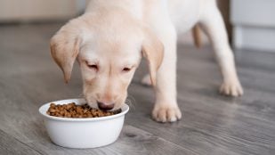Comida para el perro con cenizas