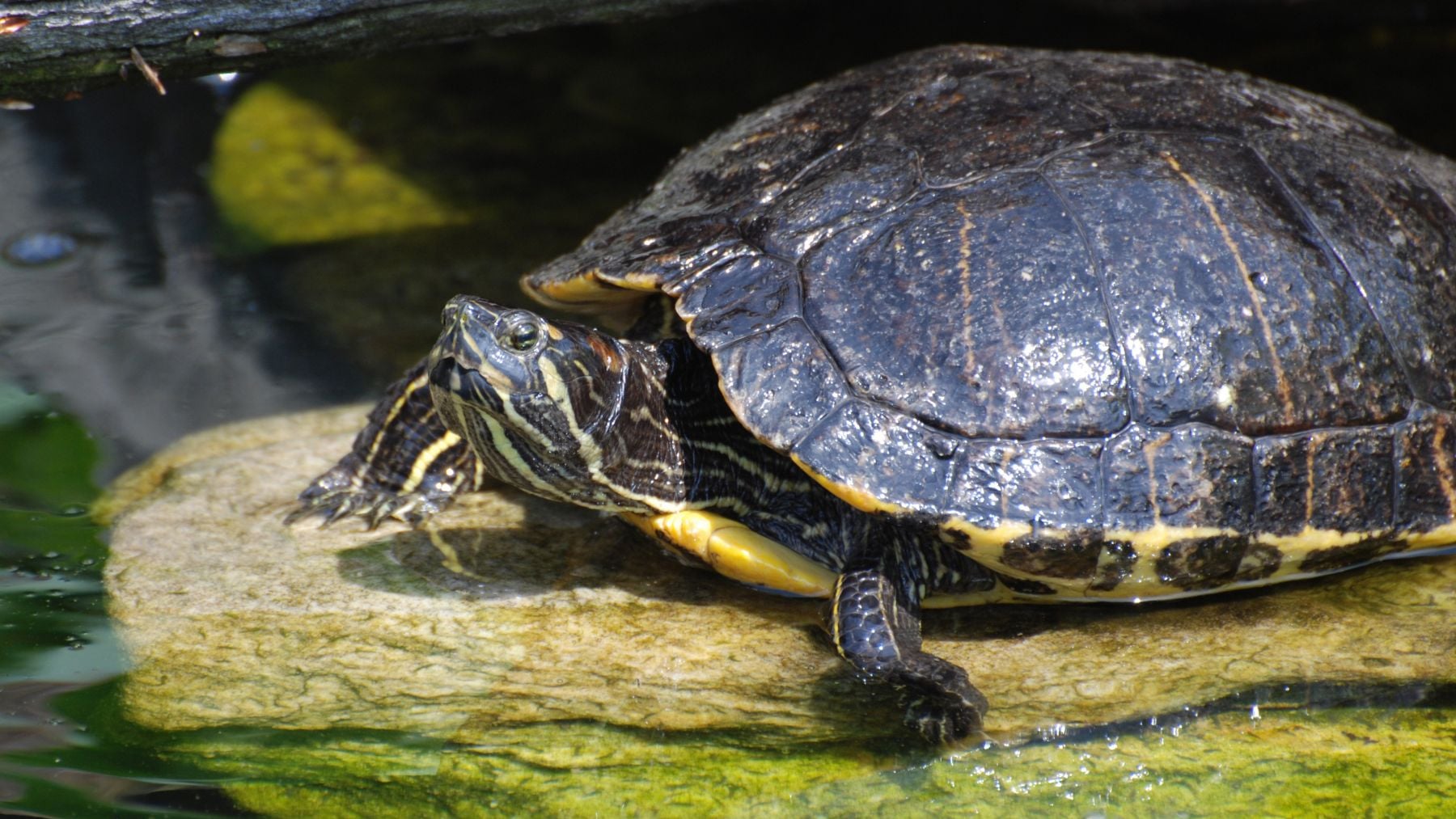 Estalla la emoción entre los zoólogos: confirmada la recuperación de la tortuga autóctona en las lagunas de Valencia