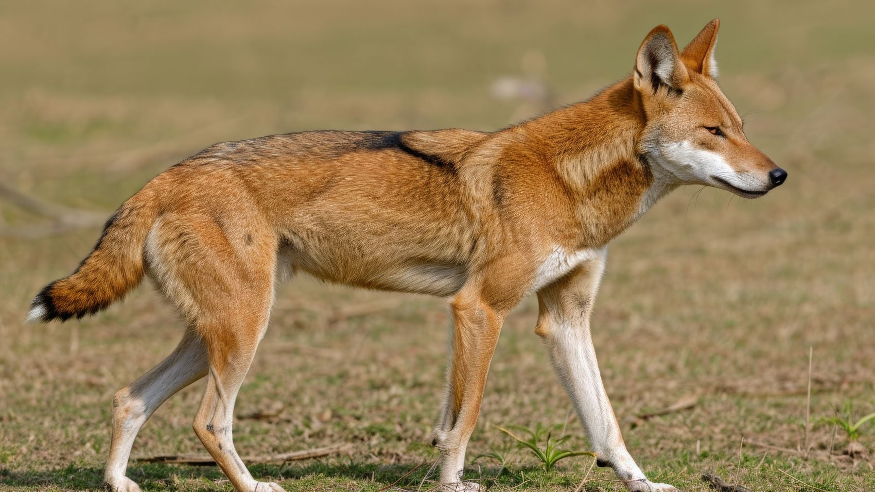 Enorme conmoción entre los biólogos: científicos extraen ADN de dingos y descubren que no han cambiado en 2700 años