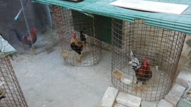 Gallos localizados en un cobertizo de Nazaret (Valencia). (Foto: Europa Press).