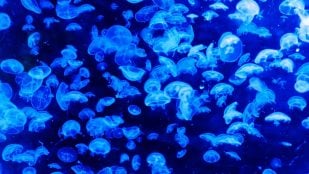 El experimento de la NASA con medusas, descubrimiento científico vida fuera de la Tierra de la NASA, investigación científica NASA, nacimiento medusa en el espacio, medusas nacen en el espacio gracias a la NASA.