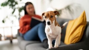 Perros, animales, mascotas